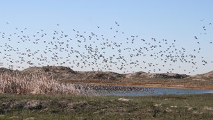 flock of birds