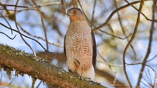 Slender hawk with red eyes standing on a tree branch with one leg tucked up