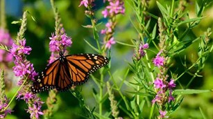 A monarch butterfly on a plant 