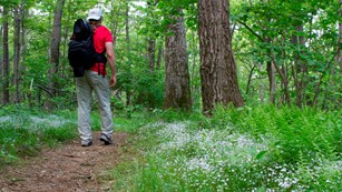 Hiker walking on a trail through the woods