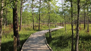 wooden bridge through a forest of tall trees