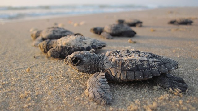 Ridley sea turtle hatchlings crawling through the sand