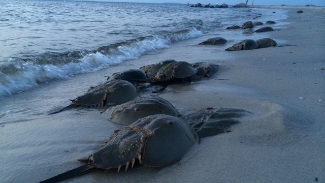Horseshoe crabs lying on beach.