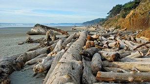 Large pile of driftwood along beach with rocking cliff and forest in background.