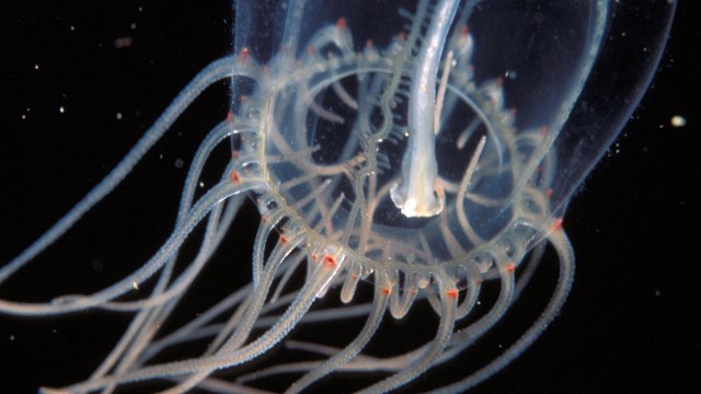 Jellyfish in dark water