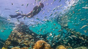 Diver swimming with a school of fish
