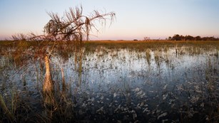 Swamp