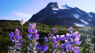 Purple wildflowers with an ice-capped mountain in the distance