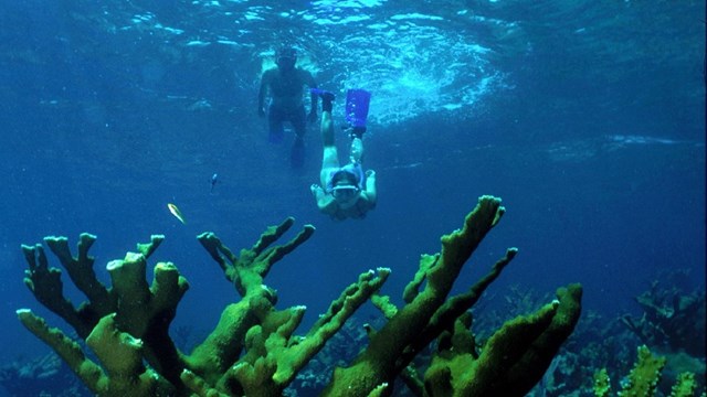 Two snorkelers diving toward a reef