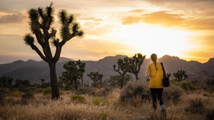 Hiker in a desert with Joshua trees