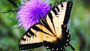 Tiger Swallotail butterfly on a flower