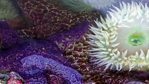 Seastars and urchins in a tidepool
