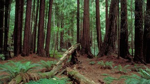 Ground level of a redwoods forest