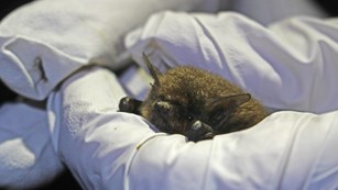 Gloved hands holding a California myotis bat