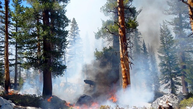 A managed wilderness fire is monitored. Flame and smoke intensity is minimal in this forest.