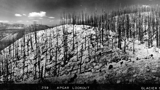 Glacier Lookout from 1935