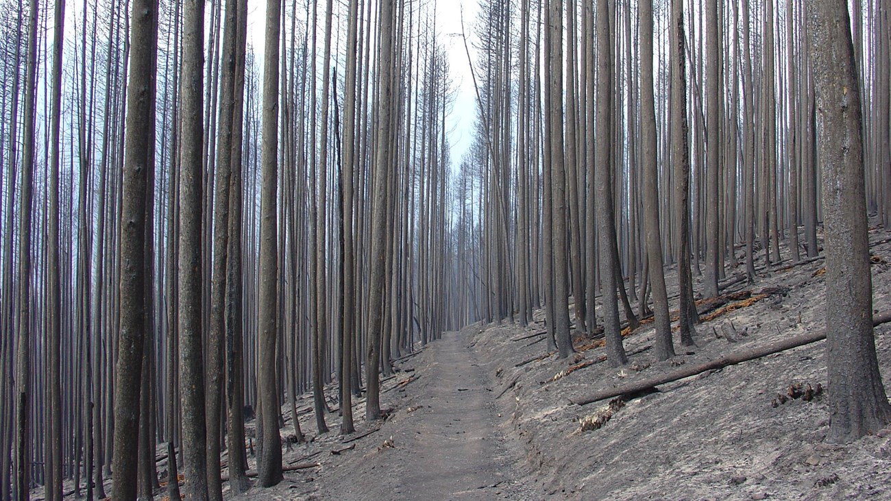 Close-up view of high severity burn area in sloped, forested terrain.