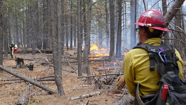 Firefighter monitoring the Deer Head fire at Saguaro National Park in Arizona.