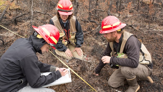 Wildland fire ecologist working in the field