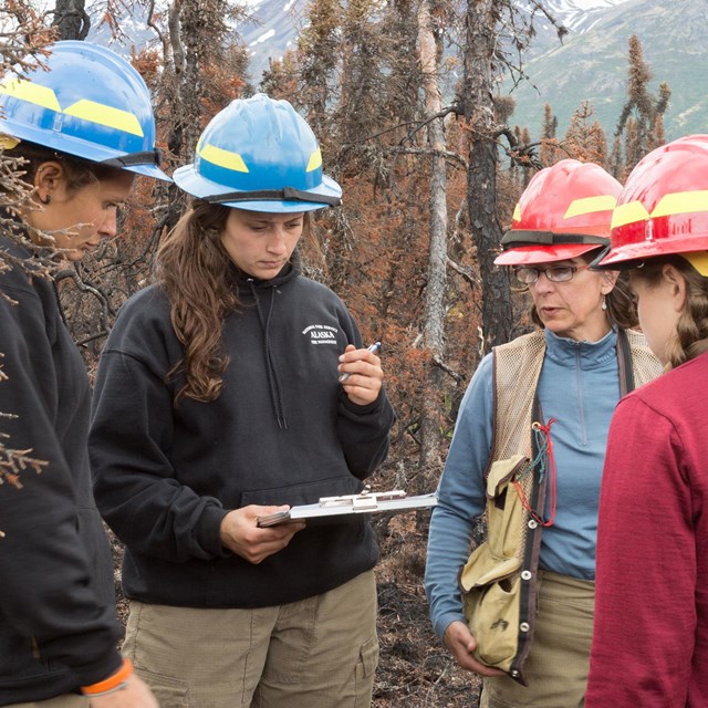 Fire ecologist study the forest post fire at Lake Clark