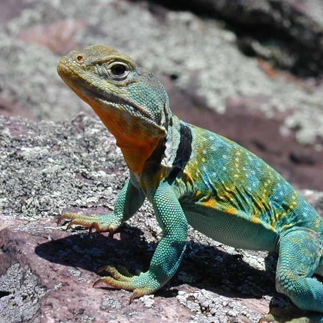 Water dragon returns to Ozark National Scenic Riverways post fire