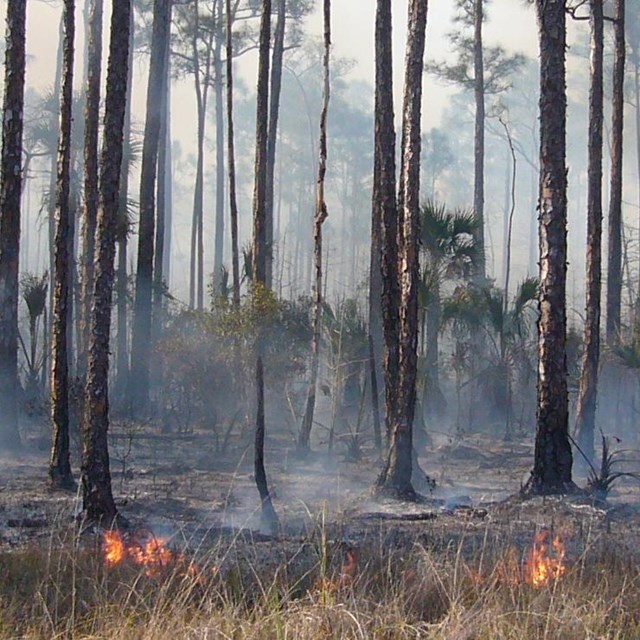 Wildland fire at Big Cypress National Preserve, burning on the ground of the forest