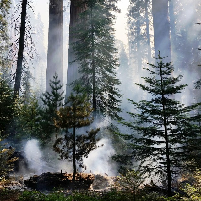 A low-intensity fire occurs in a sequoia grove