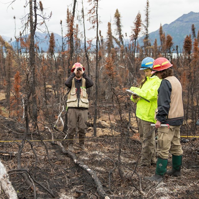 Three people stand in a recently burned forest.