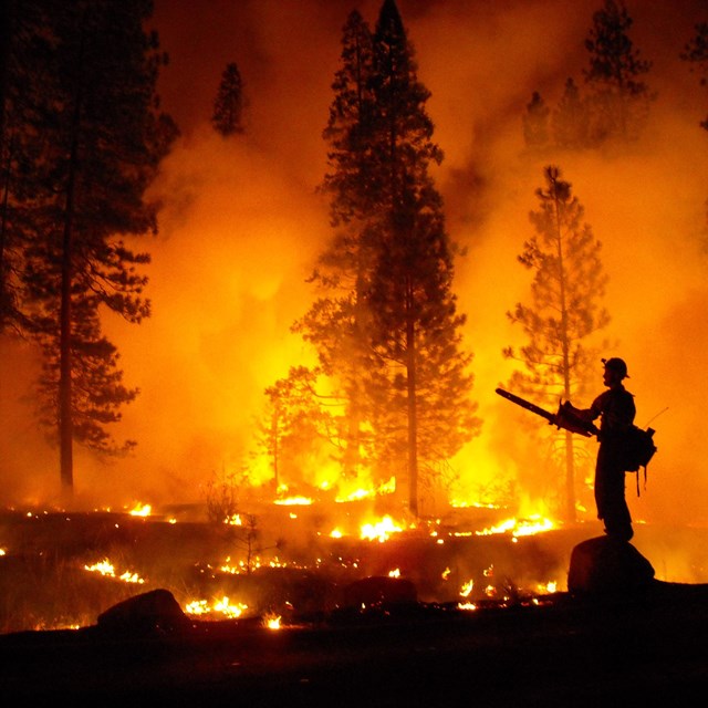A firefighter observes fire behavior during a wildland fire. 