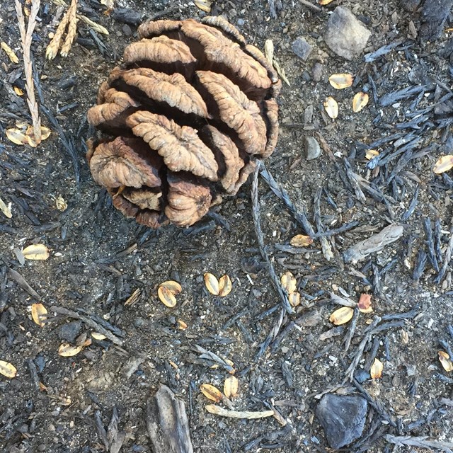 A sequoia cone and seeds are shown post-fire. 