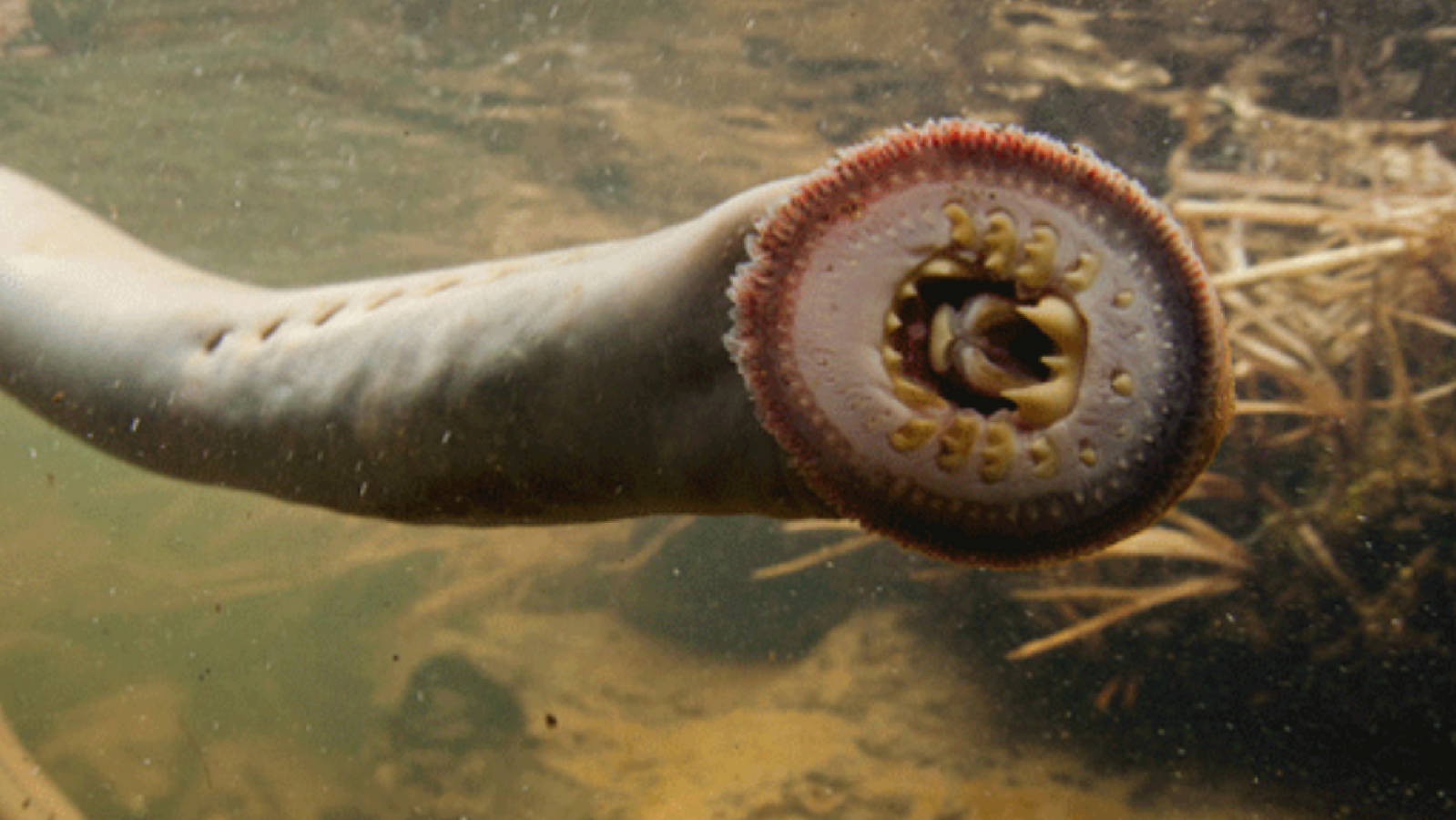 Lamprey