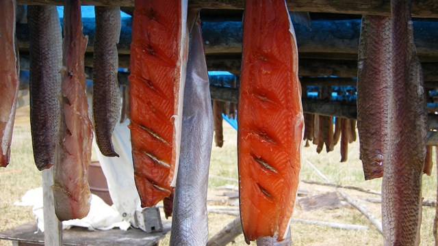 Filleted salmon hangs from the roof of a tent. 