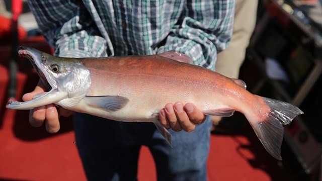 anger holding a salmon with mouth open. 