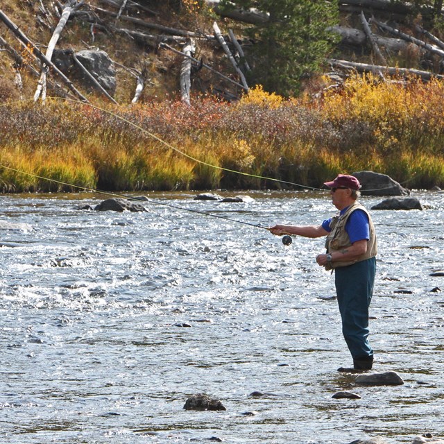 A man fishes at Yellowstone National Park
