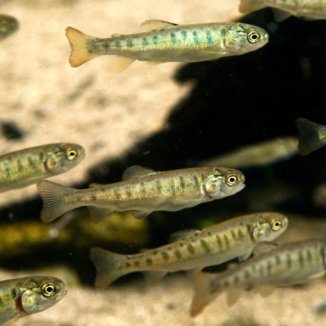 A school of young cutthroat trout