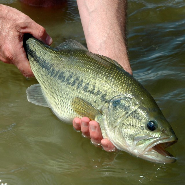 Catch and Release Fishing