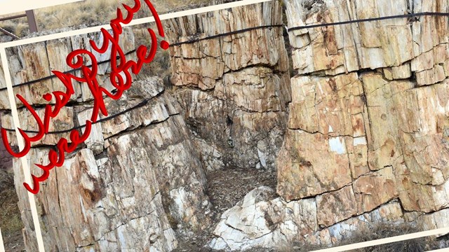 Image of the petrified redwood trio.