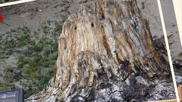 Photograph of a large petrified redwood stump and associated wayside.