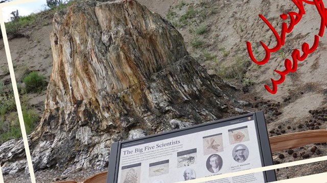 Photograph of large petrified redwood stump and wayside panel.