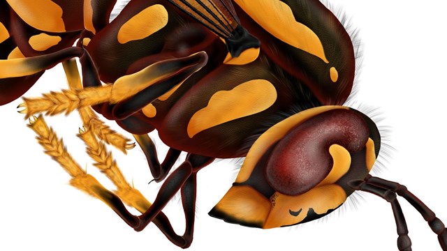 A full color wasp facing right on a white background.