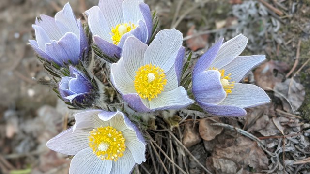 Pasqueflowers