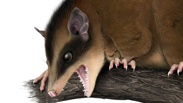A brown and black opossum sitting on a branch with it's mouth open.