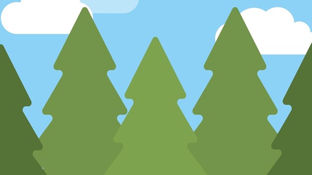 Under a blue sky, is a forest of green pine trees. 