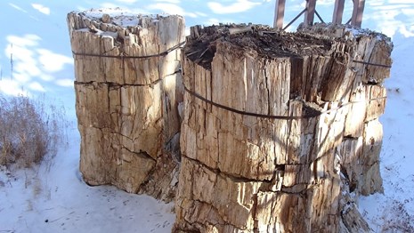 Petrified trio of redwood trees in snow