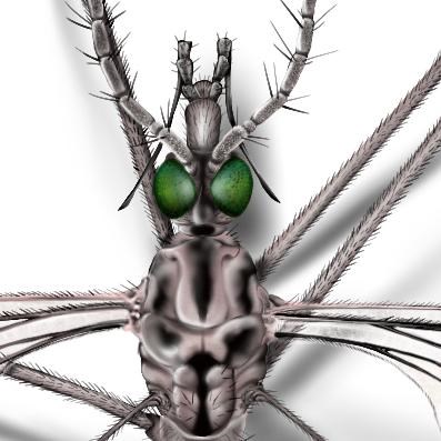 Grey crane fly on white background.