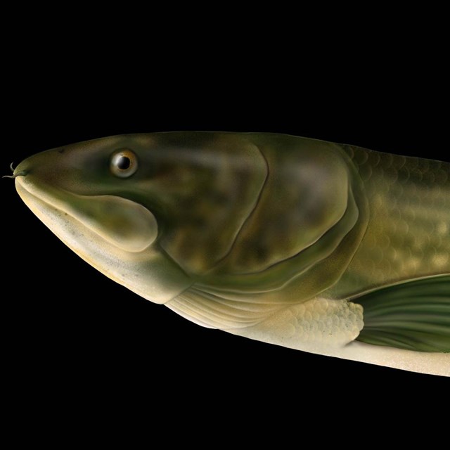 Close up of a fish eye and head.