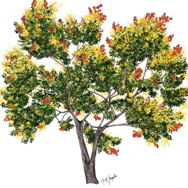 A tree on a white background with vivid red fruit capsules and golden flowers.