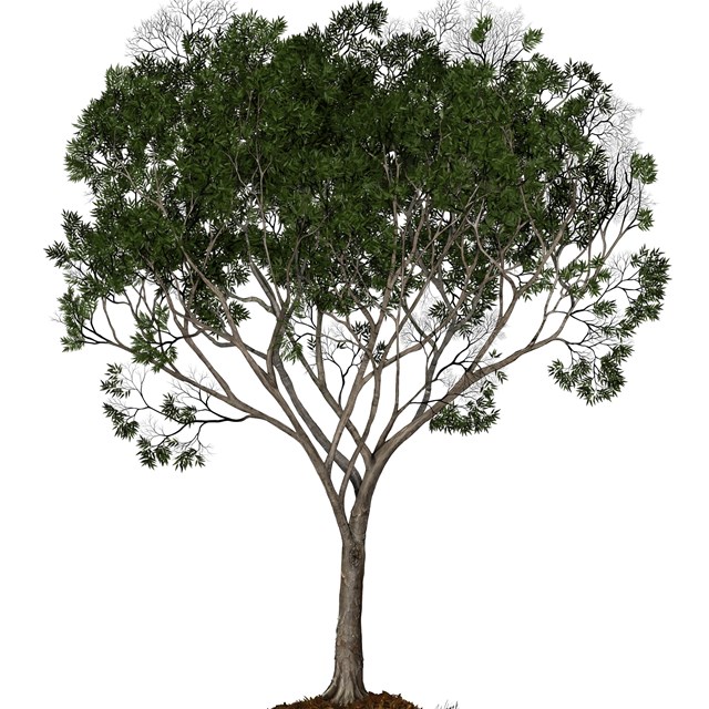 A tree with a mix of green leaves and dead branches on a white background.