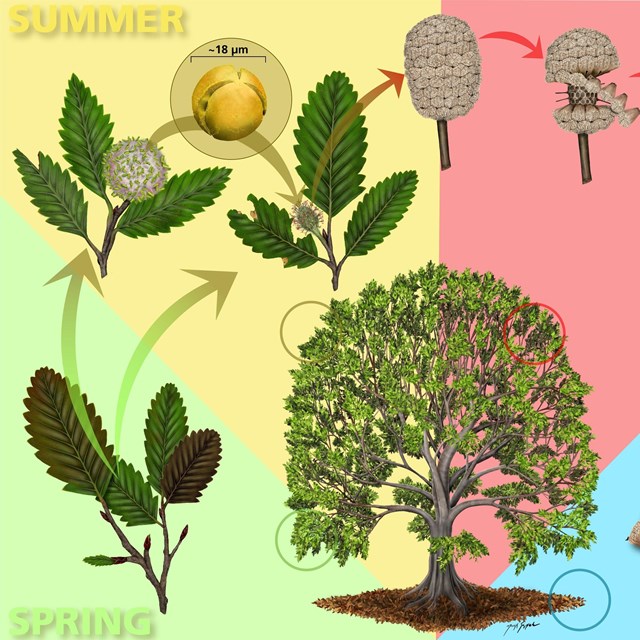 Schematic drawing of seasonal cycle of Fagopsis with leaves, flowers, and fruits 