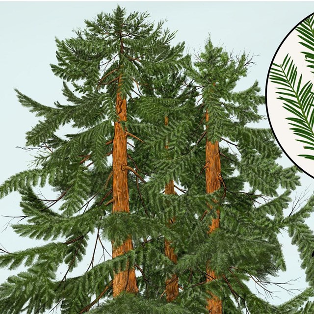 An artist reconstruction of the fossil redwood trio with two insets showing close ups of the foliage